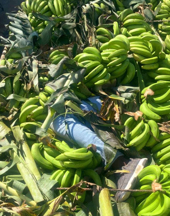 Detienen dominicanos ocultaban a dos indocumentados en un camión cargado de guineos verdes