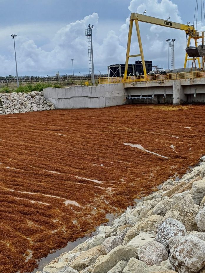 SOS Carbon y Armada Dominicana unen esfuerzos para mitigar impacto del sargazo en Punta Catalina SOS Carbon y Armada Dominicana unen esfuerzos para mitigar impacto del sargazo en Punta Catalina