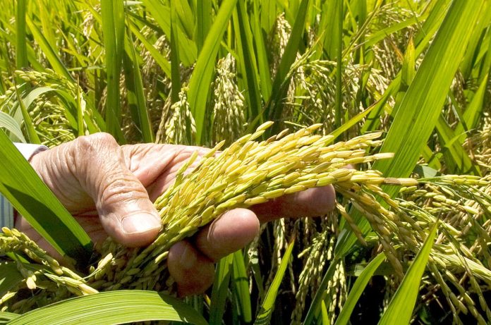 ADOFA garantiza la recolección de cosecha y asegura este año no ha sido necesario importación de arroz